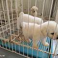 景德镇昌江犬舍实测，正规狗场明码标价出售椒盐雪纳瑞