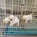 景德镇乐平合规宠物基地繁育，新手购犬优选基地纯种健康幼犬