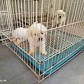 景德镇昌江纯种犬挑选方法 实地探访正规犬舍选宠不