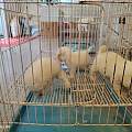 景德镇珠山新手买狗避雷大全 流动狗市幼犬无维修风险极高
