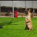 景德镇浮梁宠物基地出售幼犬，网红柴犬出售保障纯种。