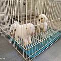 景德镇珠山狗狗繁育场繁育狗狗，宠物基地购犬幼犬品质稳定靠谱