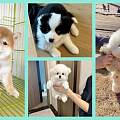 景德镇犬舍每日梳理幼犬毛发实操教学，减少泰迪打结掉毛养护技巧