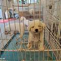 景德镇珠山狗狗繁育场繁育狗狗，宠物基地购犬幼犬品质稳定靠谱